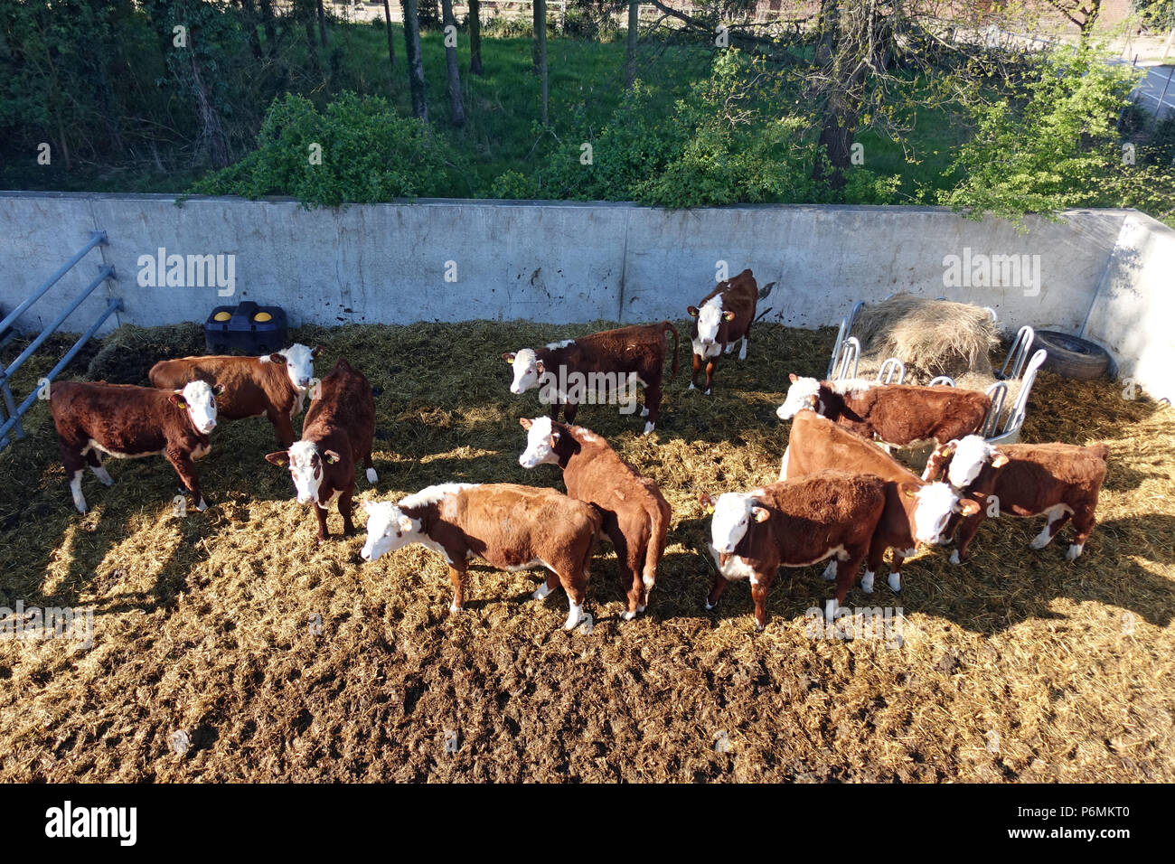 Graditz, Deutschland - Hausrinder aus der Vogelperspektive Stockfoto