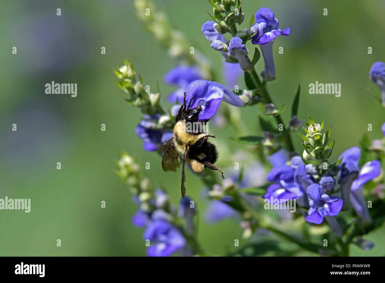 Bumblebee Fütterung auf downy Skullcap. Die Biene ist Teil von 250 Arten in der Gattung Bombus, Teil der Apidae. Stockfoto