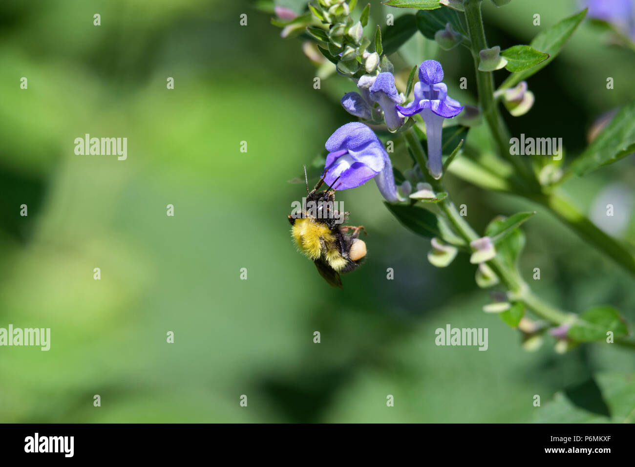 Bumblebee Fütterung auf downy Skullcap. Die Biene ist Teil von 250 Arten in der Gattung Bombus, Teil der Apidae. Stockfoto
