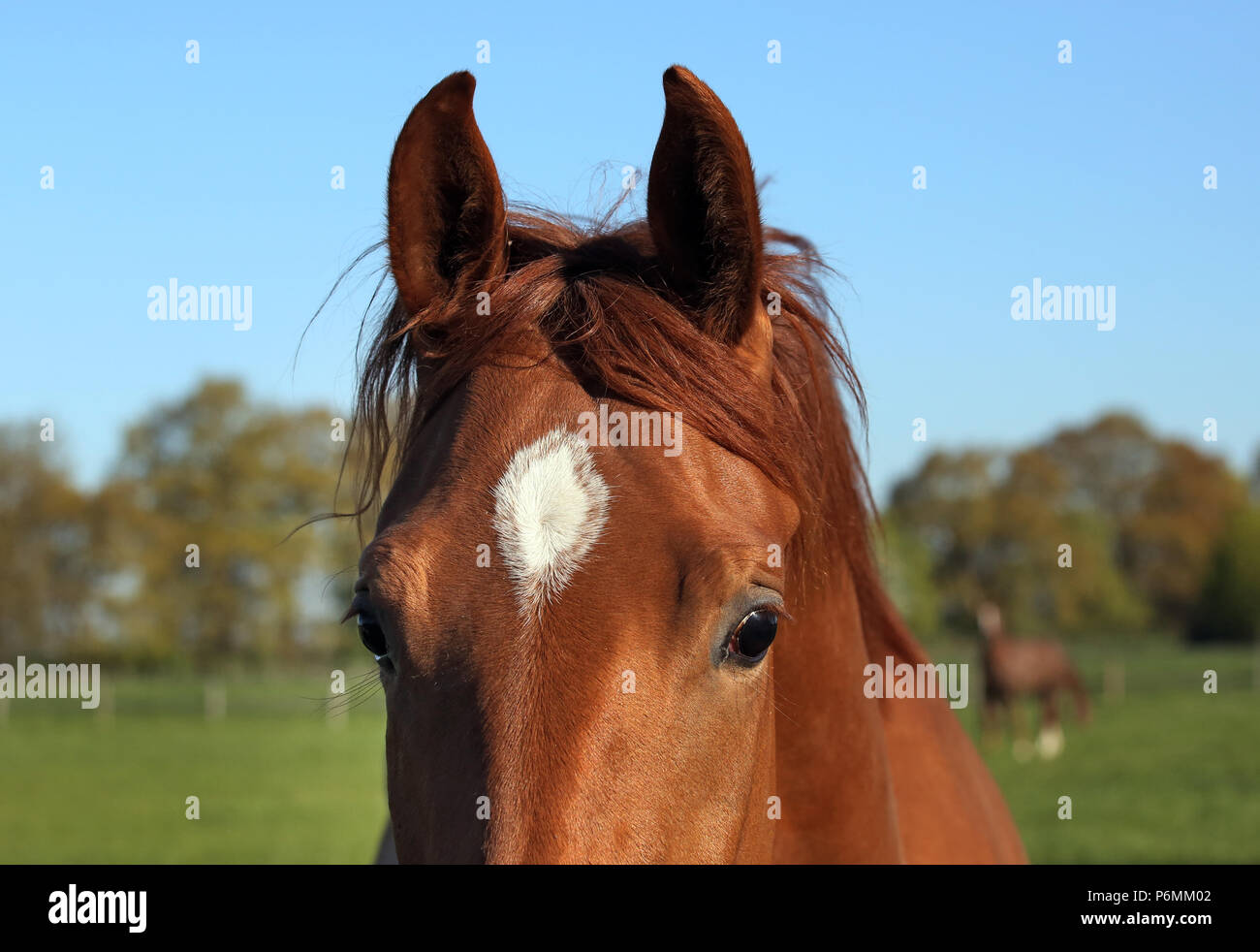 Studierte Graditz, Augen und Ohren eines Pferdes Stockfoto