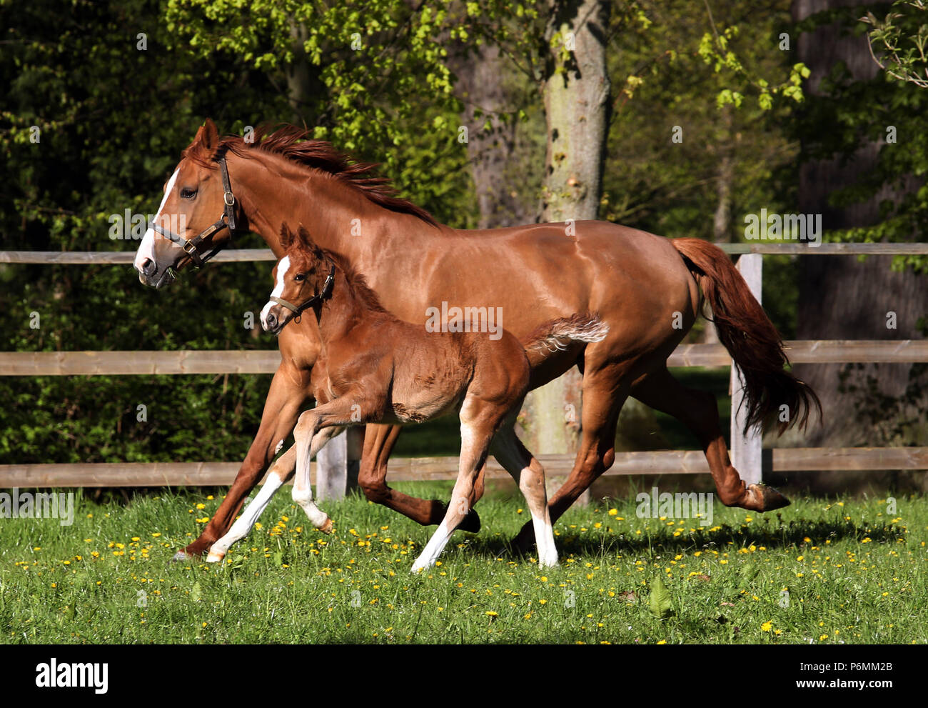 Studierte Graditz, Stute und Fohlen in Bewegung auf einem paddock Stockfoto