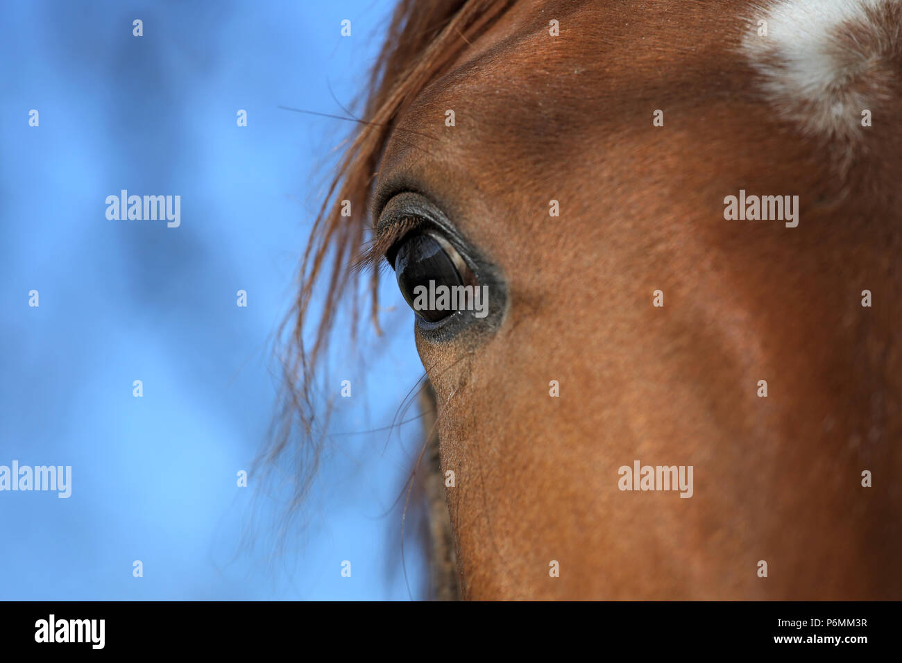 Die verzierte Graditz, Auge von   ein Pferd Stockfoto