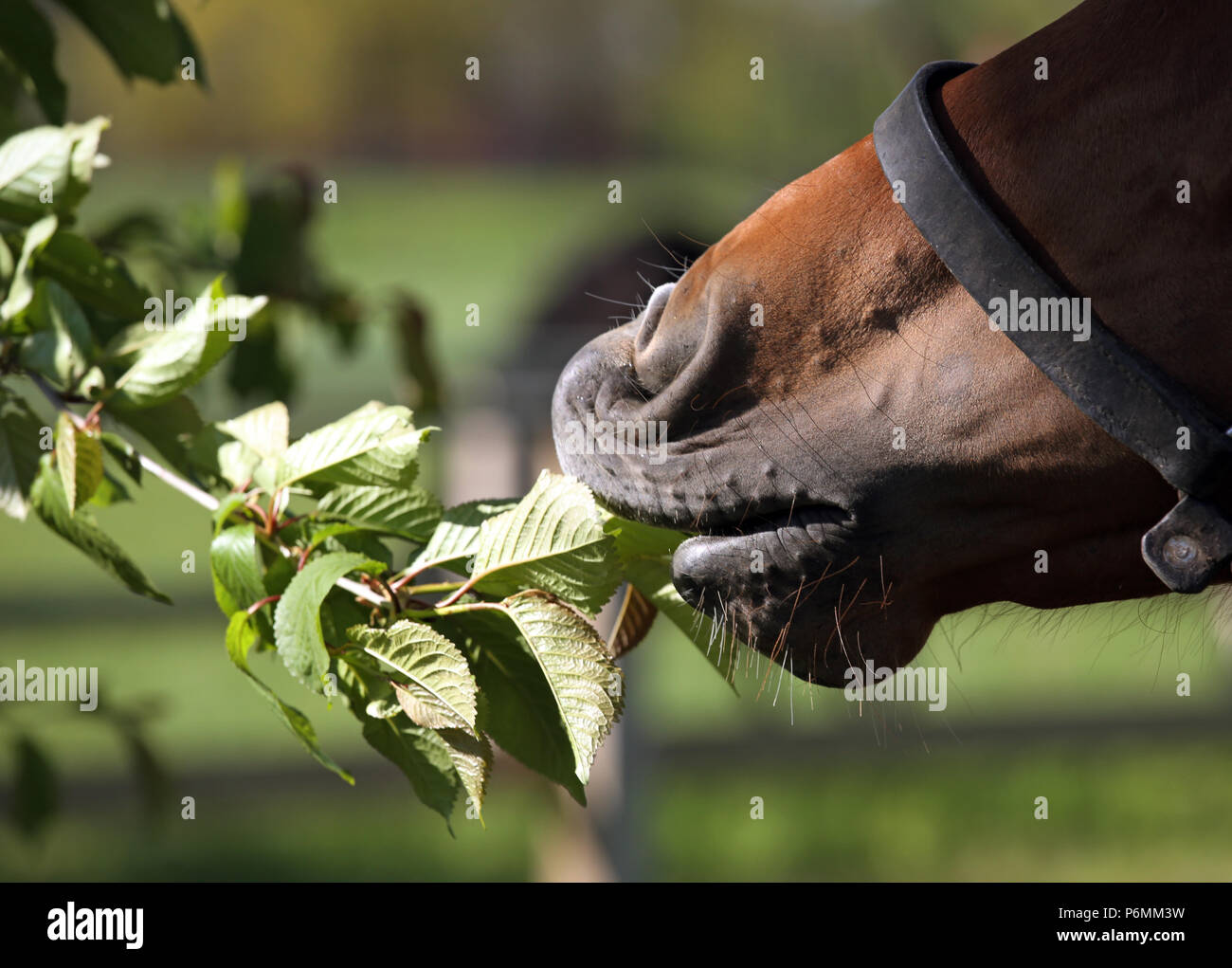 Die verzierte Graditz, Nahaufnahme, Pferd frisst die Blätter eines Baumes Stockfoto