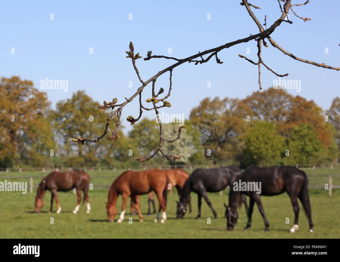 Die verzierte Graditz, Pferde grasen auf der Weide Stockfoto
