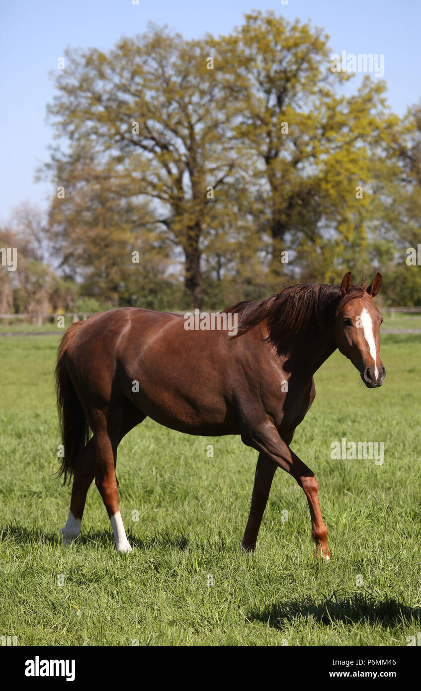 Die verzierte Graditz, Pferd im Schritt auf einer Weide Stockfoto