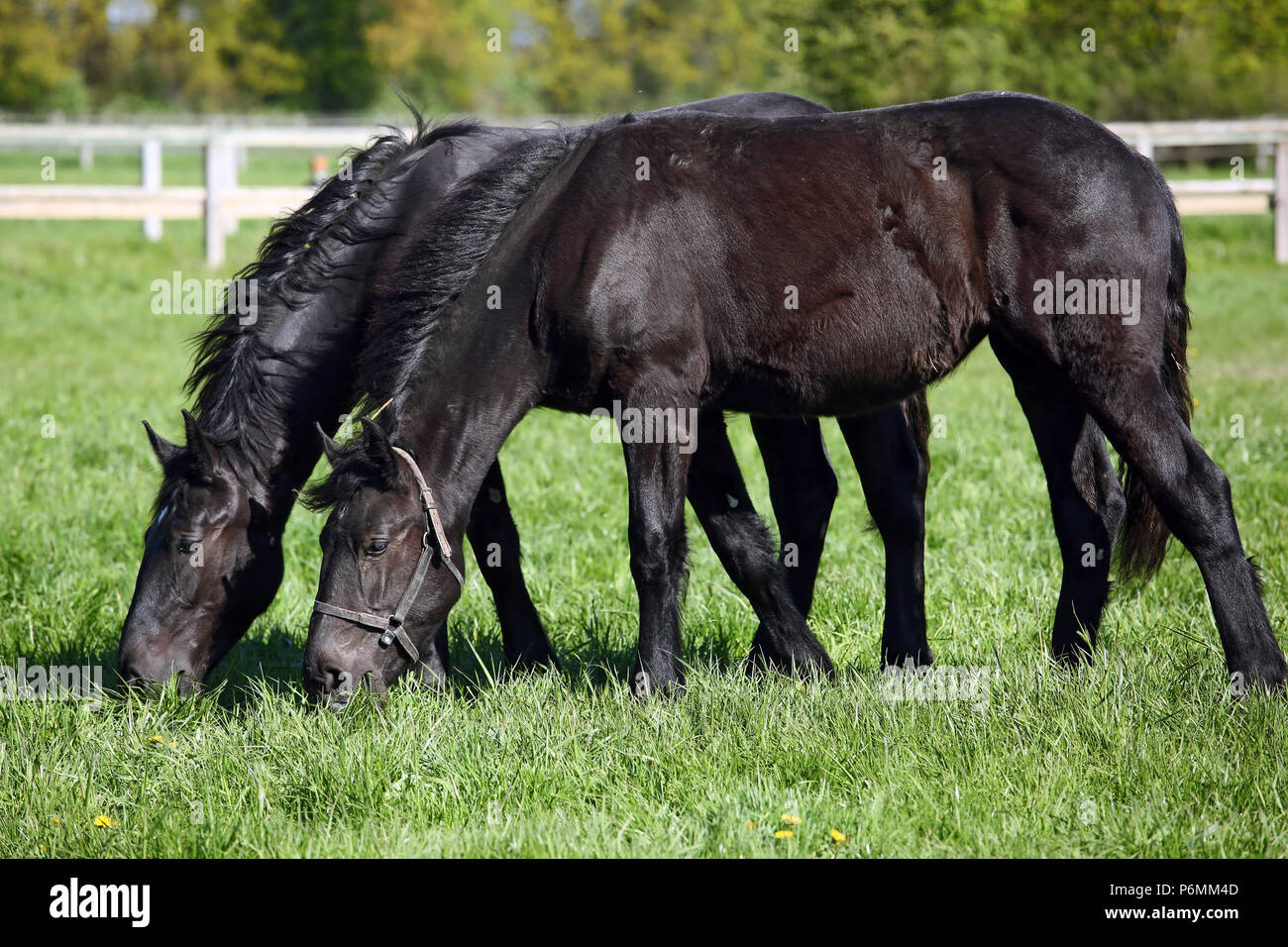 Die verzierte Graditz, Percherons grasen in einer Weide Stockfoto