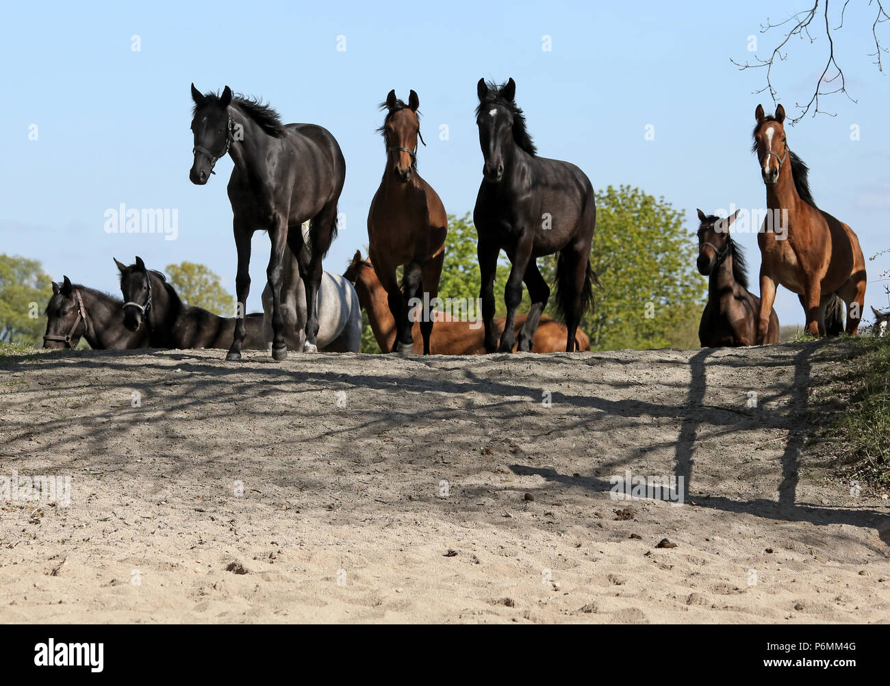 Gestegete Graditz, Pferde zu Fuß über einen Damm auf einem paddock Stockfoto