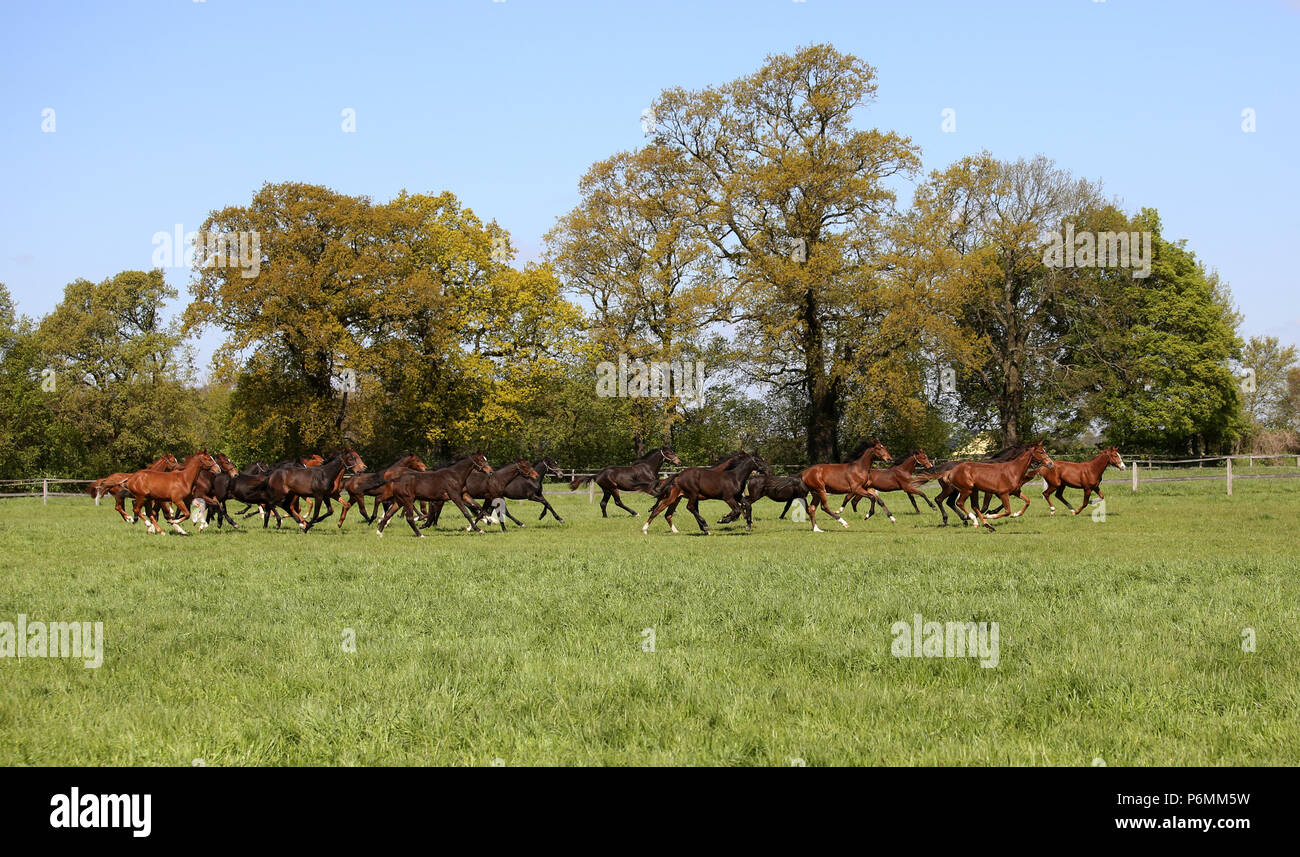 Die verzierte Graditz, galoppierende Pferde auf der Weide Stockfoto