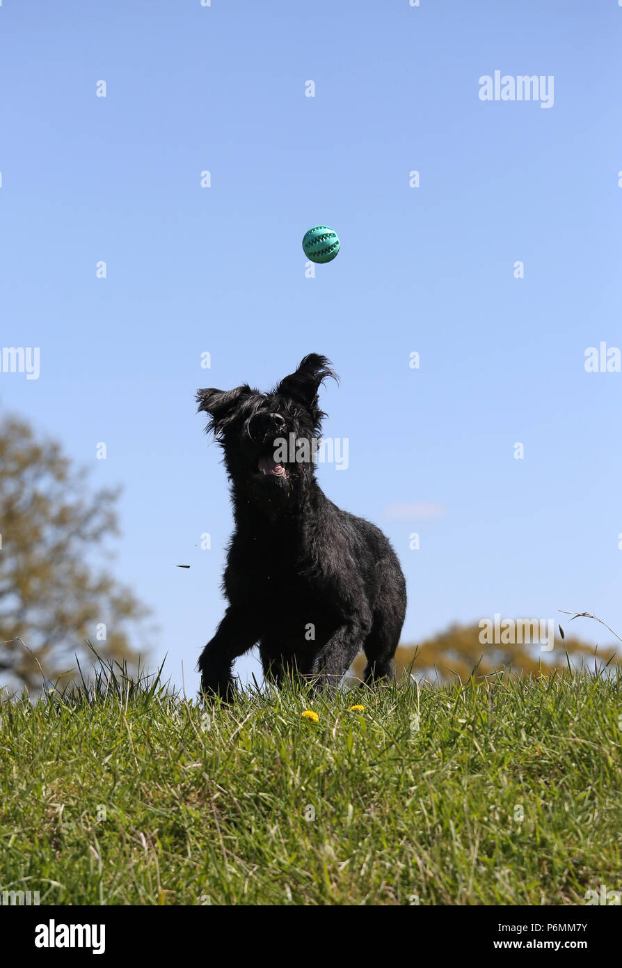 Graditz, Deutschland - Riesenschnauzer versucht, einen Ball zu fangen Stockfoto