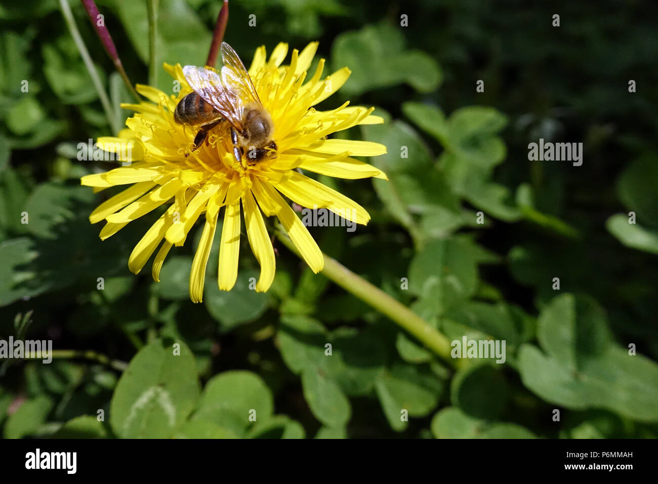 Berlin, Deutschland, Biene sammelt Nektar aus einer lewenzahnbluete Stockfoto