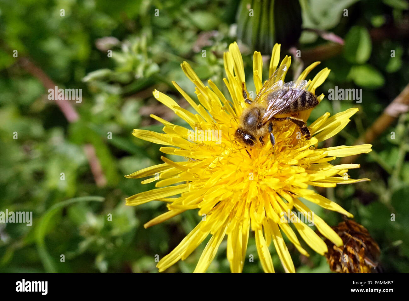 Berlin, Deutschland, Biene sammelt Nektar aus einer lewenzahnbluete Stockfoto