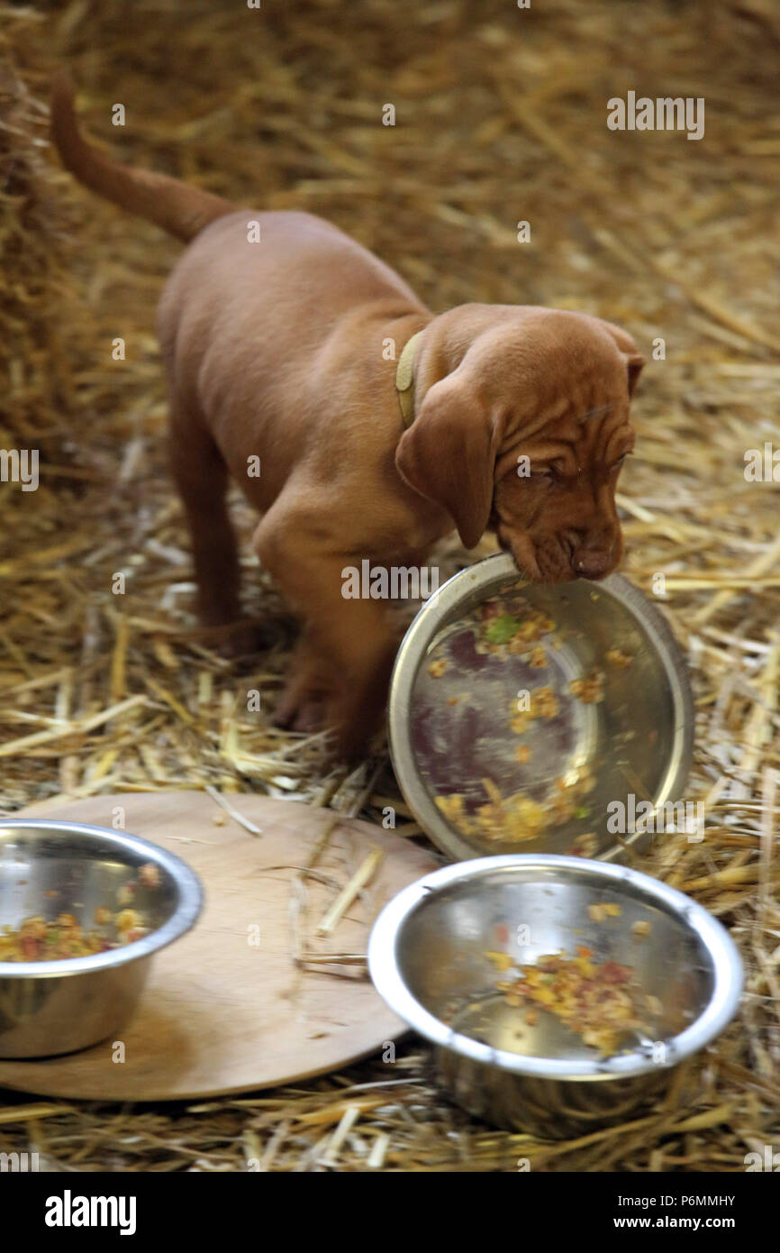 Neuenhagen, Deutschland, Magyar Vizsla Hund Welpen spielt mit einem Futternapf Stockfoto