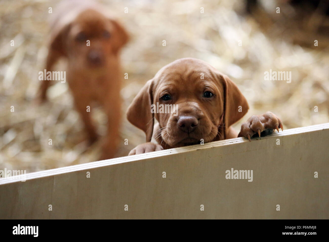Neuenhagen, Deutschland, Magyar Vizsla Hundewelpe schaut neugierig aus der Box werfen Stockfoto