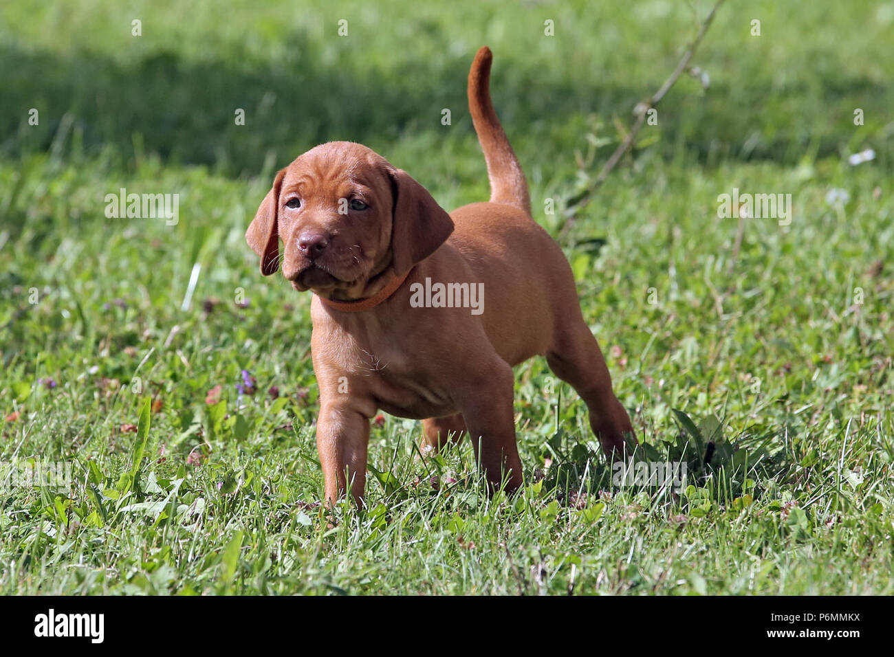 Neuenhagen, Deutschland, Magyar Vizsla hund welpe Stockfoto