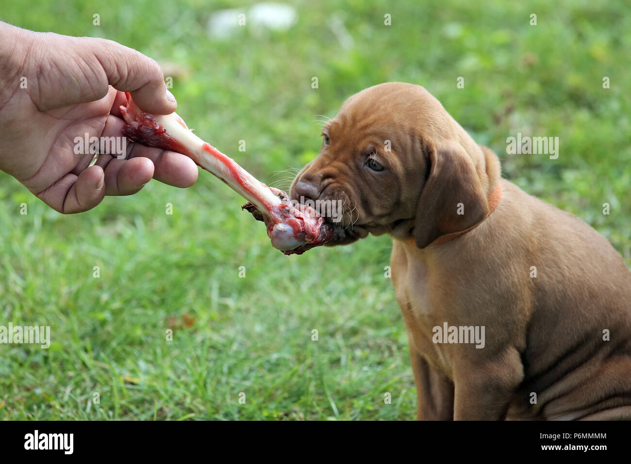 Neuenhagen, Deutschland, Magyar Vizsla hund welpe Knabbereien auf einen Knochen Stockfoto