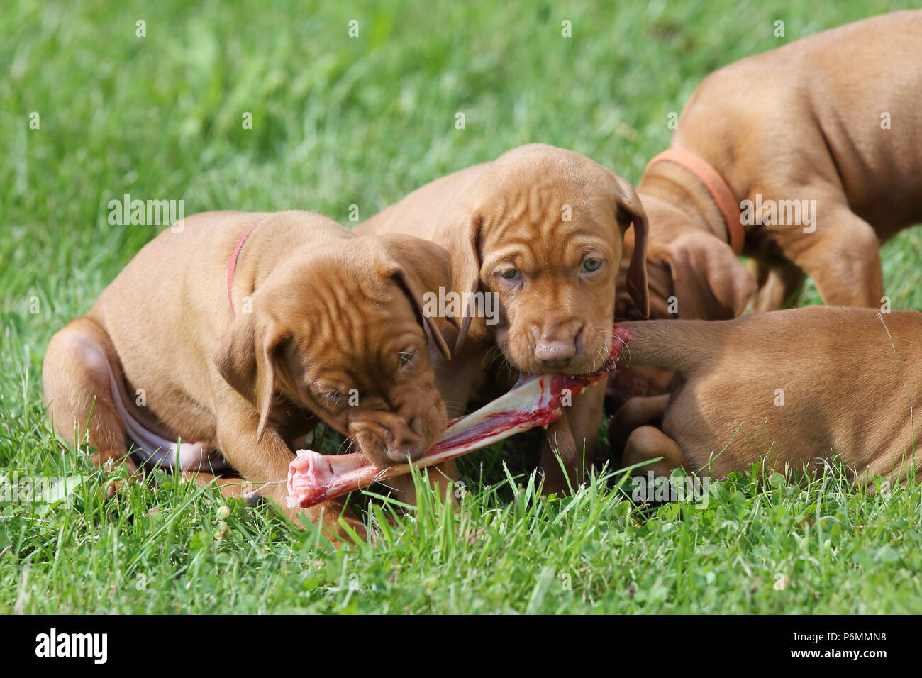 Neuenhagen, Deutschland, Magyar Vizsla Hund Welpen essen ein Knochen Stockfoto