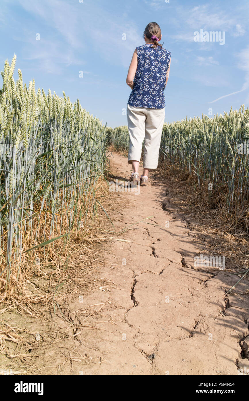 Juli 2018 Sommer dürre auf einem öffentlichen Fußweg in ein Weizenfeld, England, Großbritannien Stockfoto