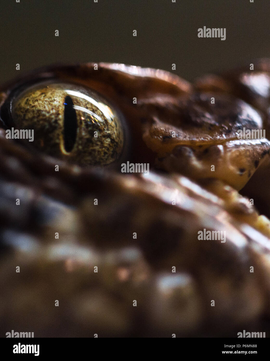 Extreme close-up des Auges von einer Klapperschlange (Crotalus horridus) an der WNC Nature Center in Asheville, NC, USA Stockfoto