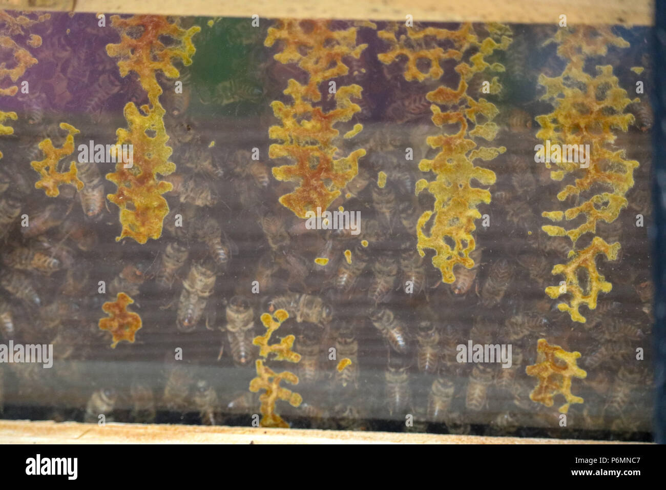 Eine Nahaufnahme Blick durch ein Sichtfenster aus Glas von Honigbienen in eine Top Bar hive verpackt, Anfang Waben zu bilden. Stockfoto