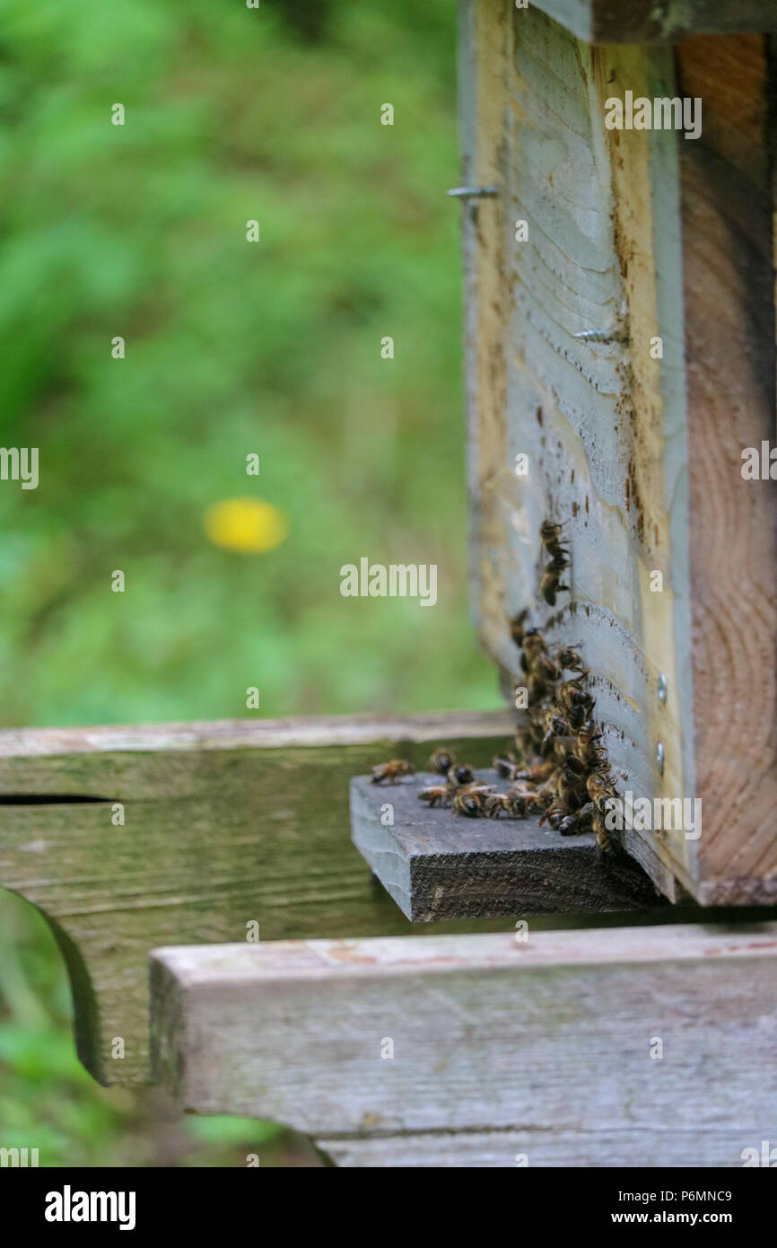 Eine Nahaufnahme eines Arbeitshonigbienen rund um den Eingang eines Top Bar Bienenstock in einem Devon Feld gesammelt. Stockfoto