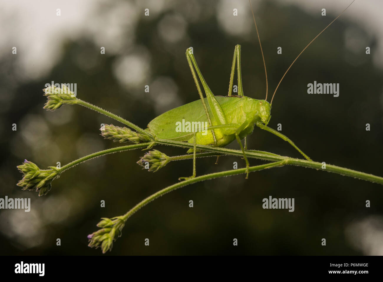 Eine katydid aus North Carolina, in der Regel seine hervorragende Tarnung hilft es in der Mischung und schützen Sie sie vor Raubtieren sicher. Stockfoto