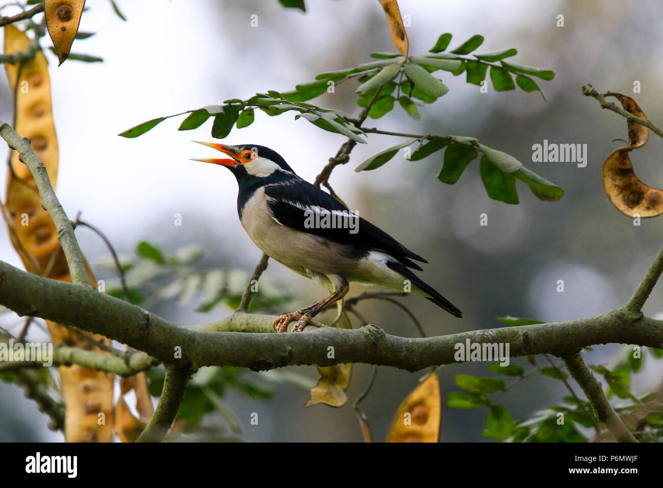 Asiatische Pied Starling thront auf einem Zweig, Bangladesch. Stockfoto