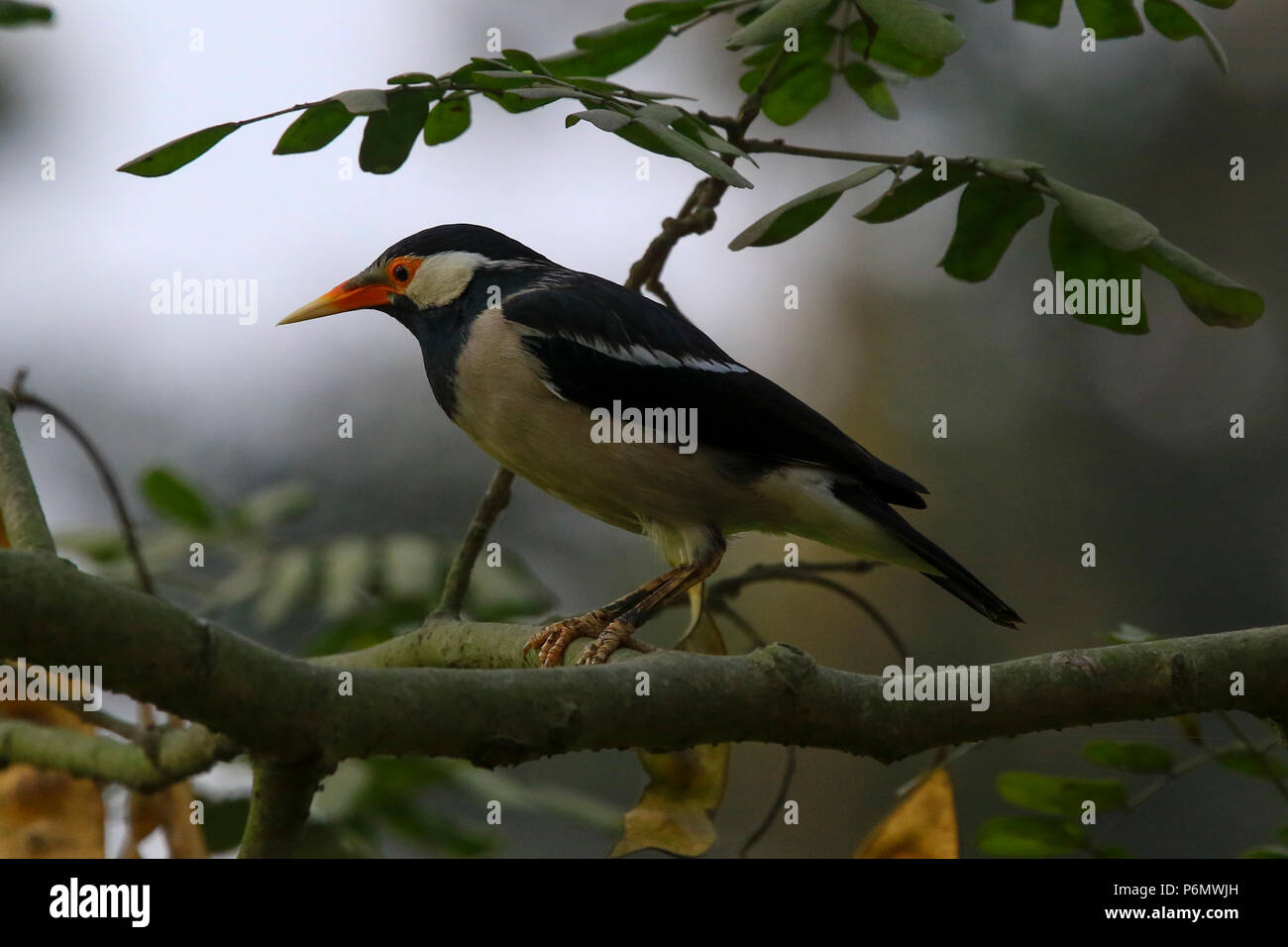 Asiatische Pied Starling thront auf einem Zweig, Bangladesch. Stockfoto