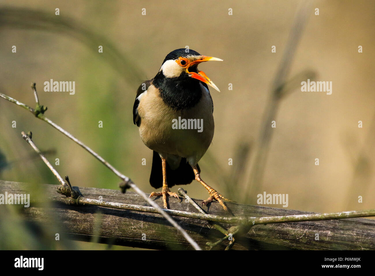 Asiatische Pied Starling thront auf einem Zweig, Bangladesch. Stockfoto