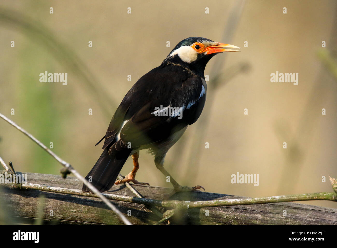 Asiatische Pied Starling thront auf einem Zweig, Bangladesch. Stockfoto