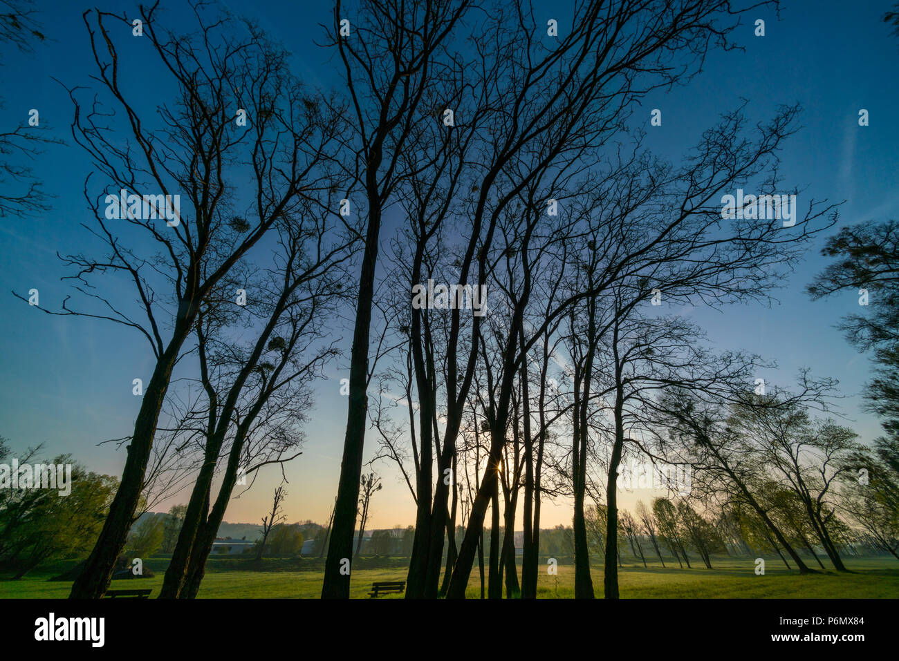 Sonnenaufgang in städtischen Park. Am frühen Morgen Stockfoto