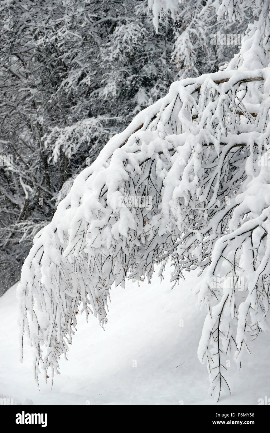 Die französischen Alpen. Verschneite Bäume im Winter. Saint-Gervais. Frankreich. Stockfoto