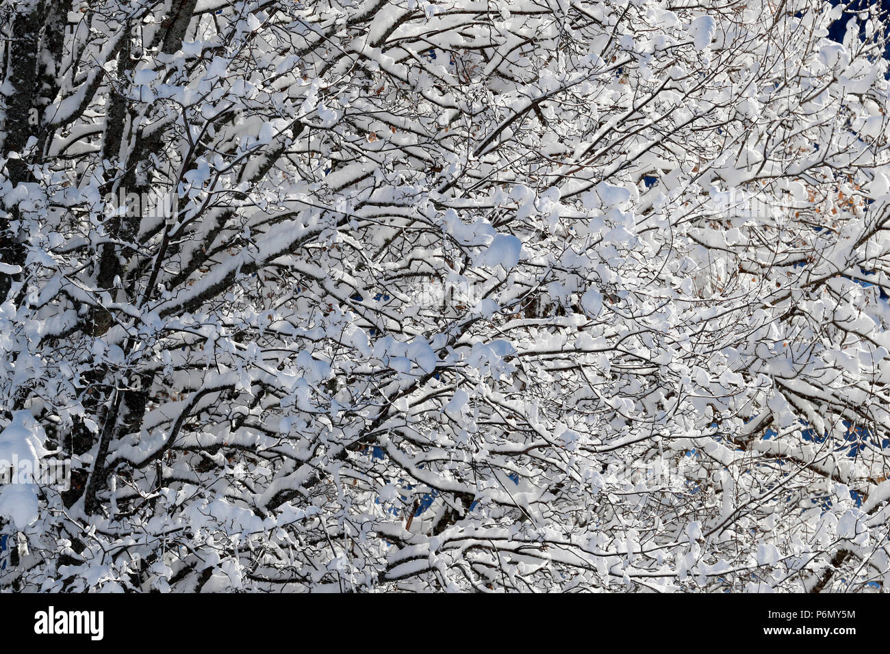 Die französischen Alpen. Schnee Baum im Winter. Saint-Gervais. Frankreich. Stockfoto