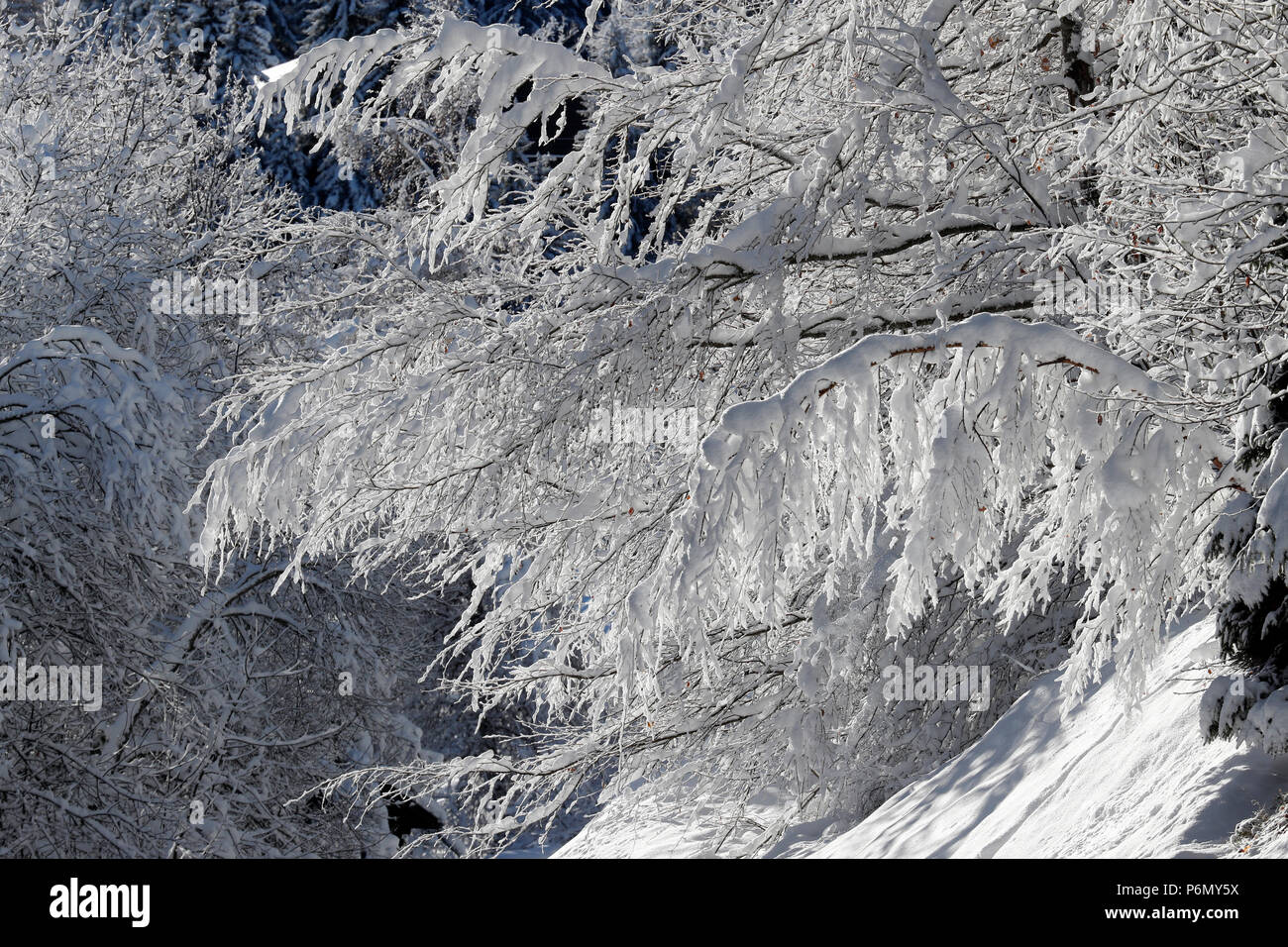 Die französischen Alpen. Schnee Baum im Winter. Saint-Gervais. Frankreich. Stockfoto