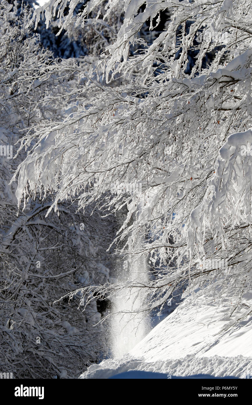 Die französischen Alpen. Schnee Baum im Winter. Saint-Gervais. Frankreich. Stockfoto