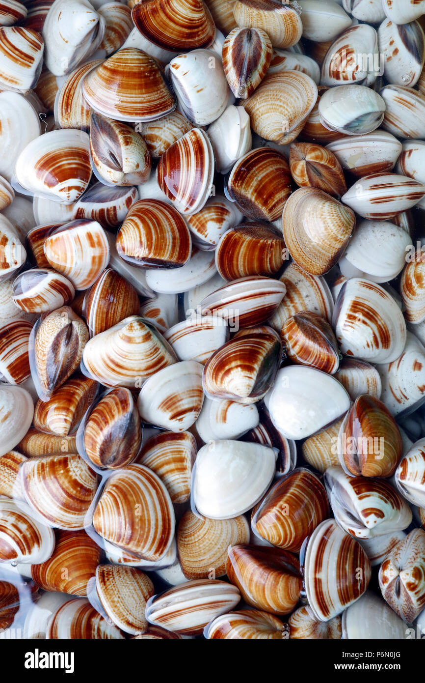 Fischmarkt. Frische Muscheln. Vung Tau. Vietnam. Stockfoto