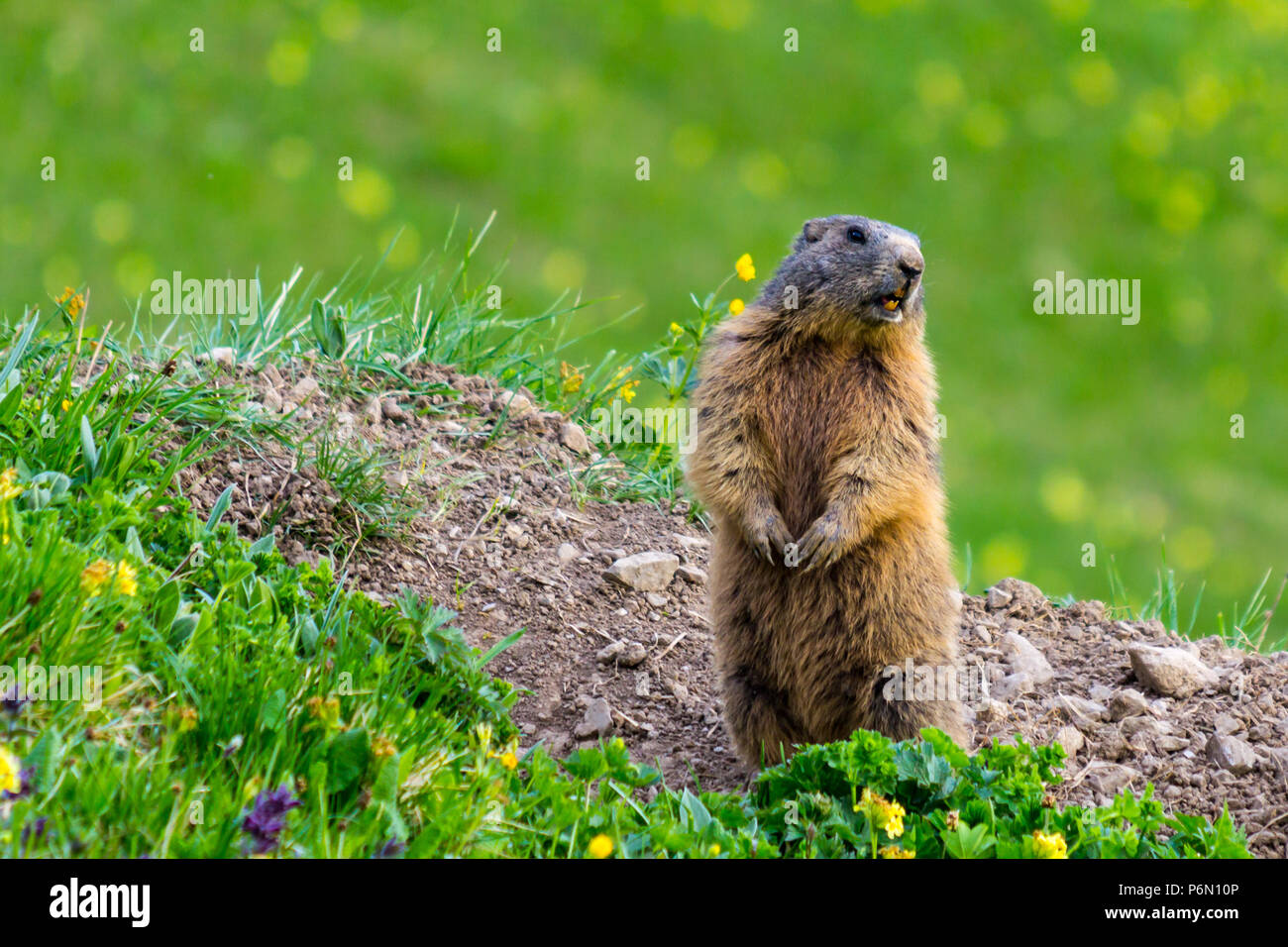 Marmot (Murmeltier) in Alarm Position Stockfoto