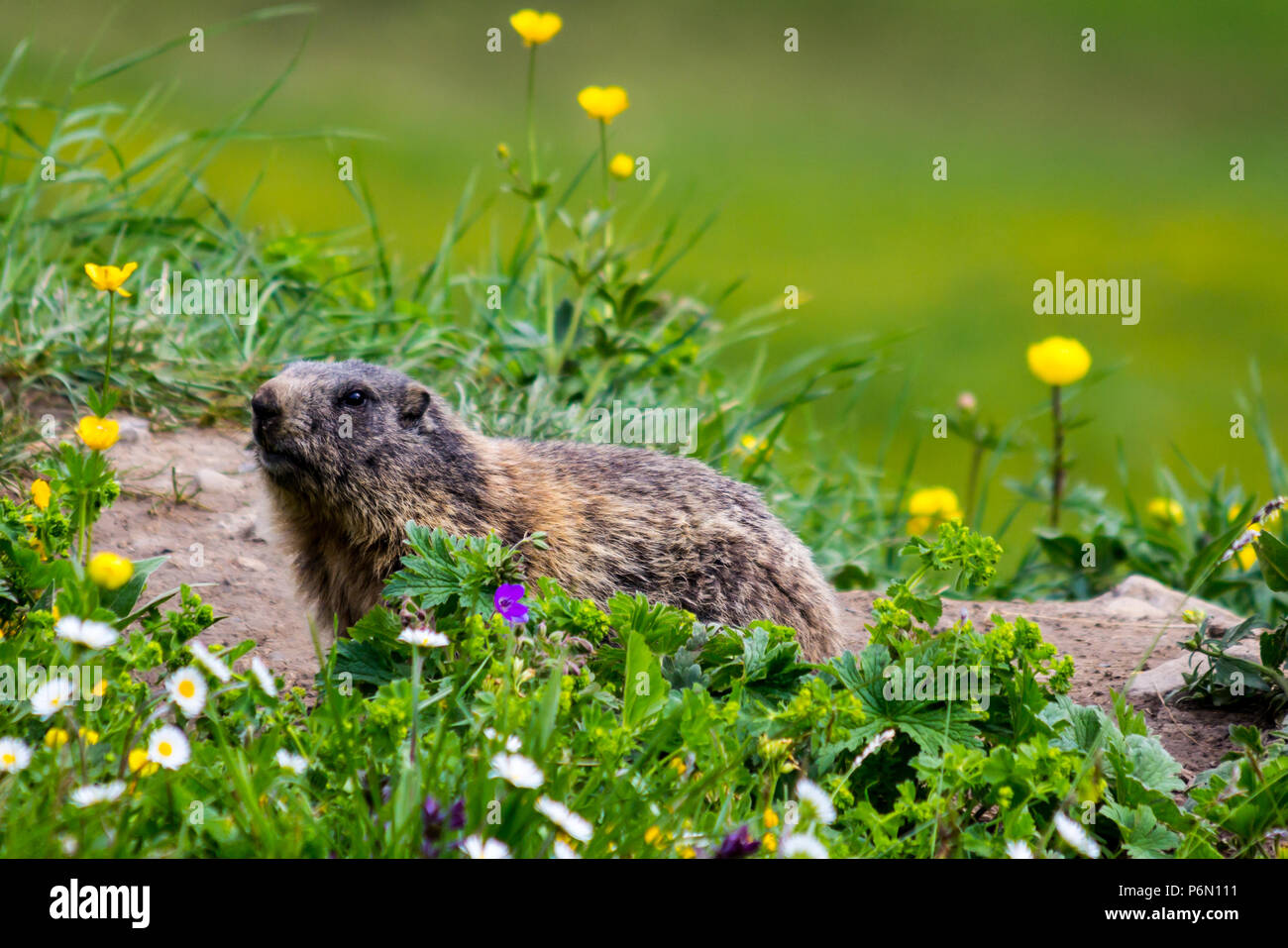 Neugierig groundhog (Marmot, alpine Marmot, waldmurmeltier) auf der Suche nach spring flower Feld in den Europäischen Alpen von Liechtenstein Stockfoto