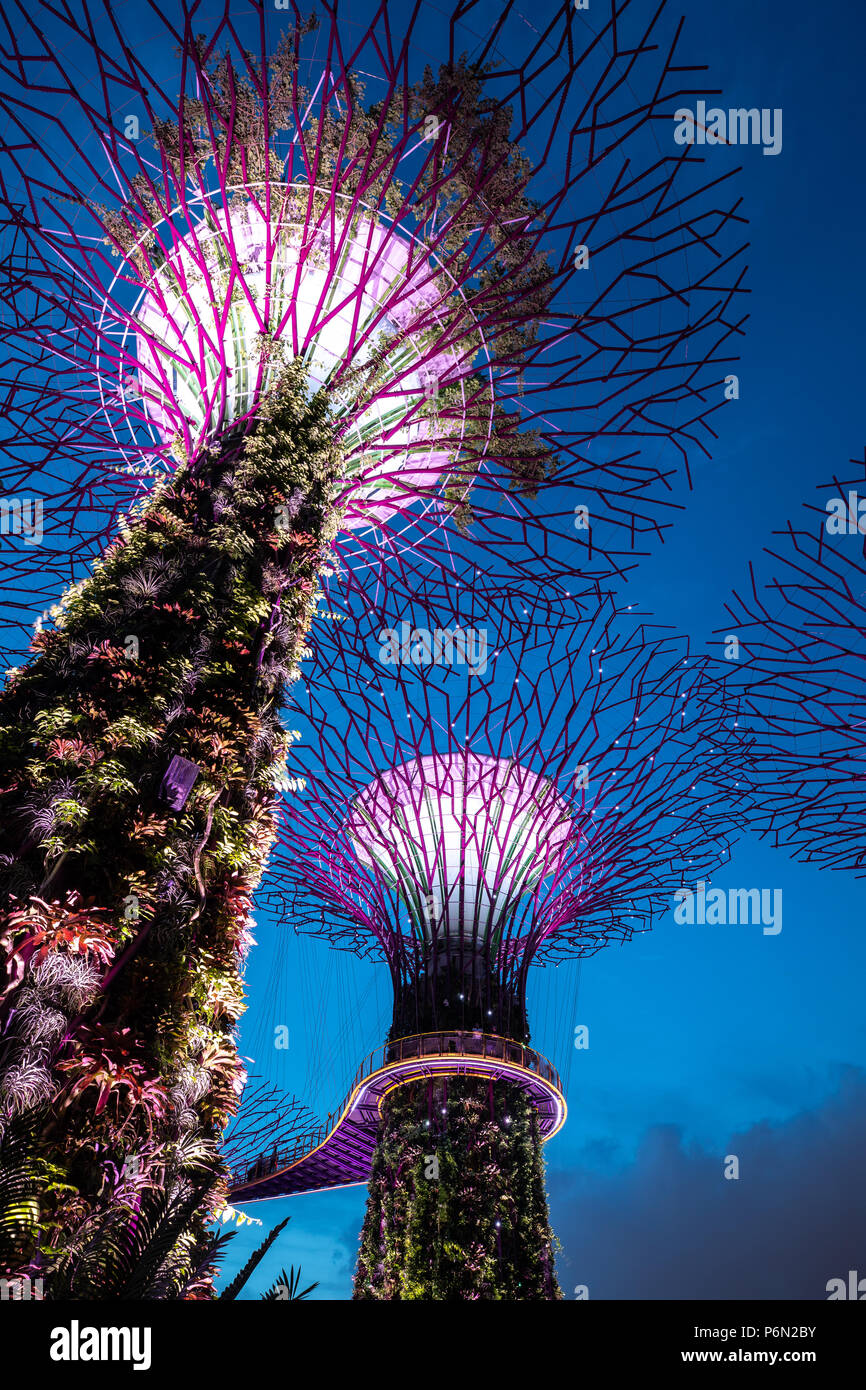 Singapur - May 22, 2018: Super Tree Grove Anlagenstrukturen im Garten durch die Bucht in Singapore Downtown nach Sonnenuntergang beleuchtet für eine Licht und Musik Stockfoto