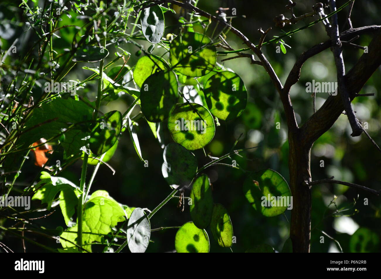 Zoom auf eine grüne Lunaria plante im Garten Stockfoto