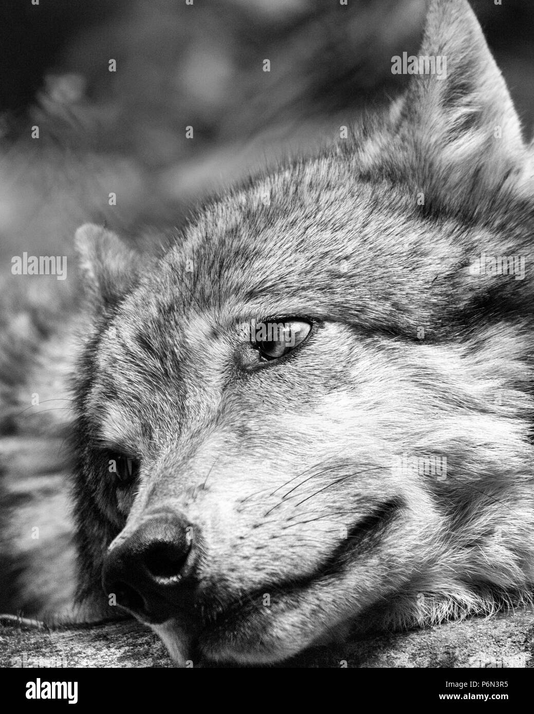 Nahaufnahme einer grauen Wolf (Canis lupus) ausruhen und an der westlichen North Carolina Nature Center in Asheville, NC, USA blicken. Stockfoto