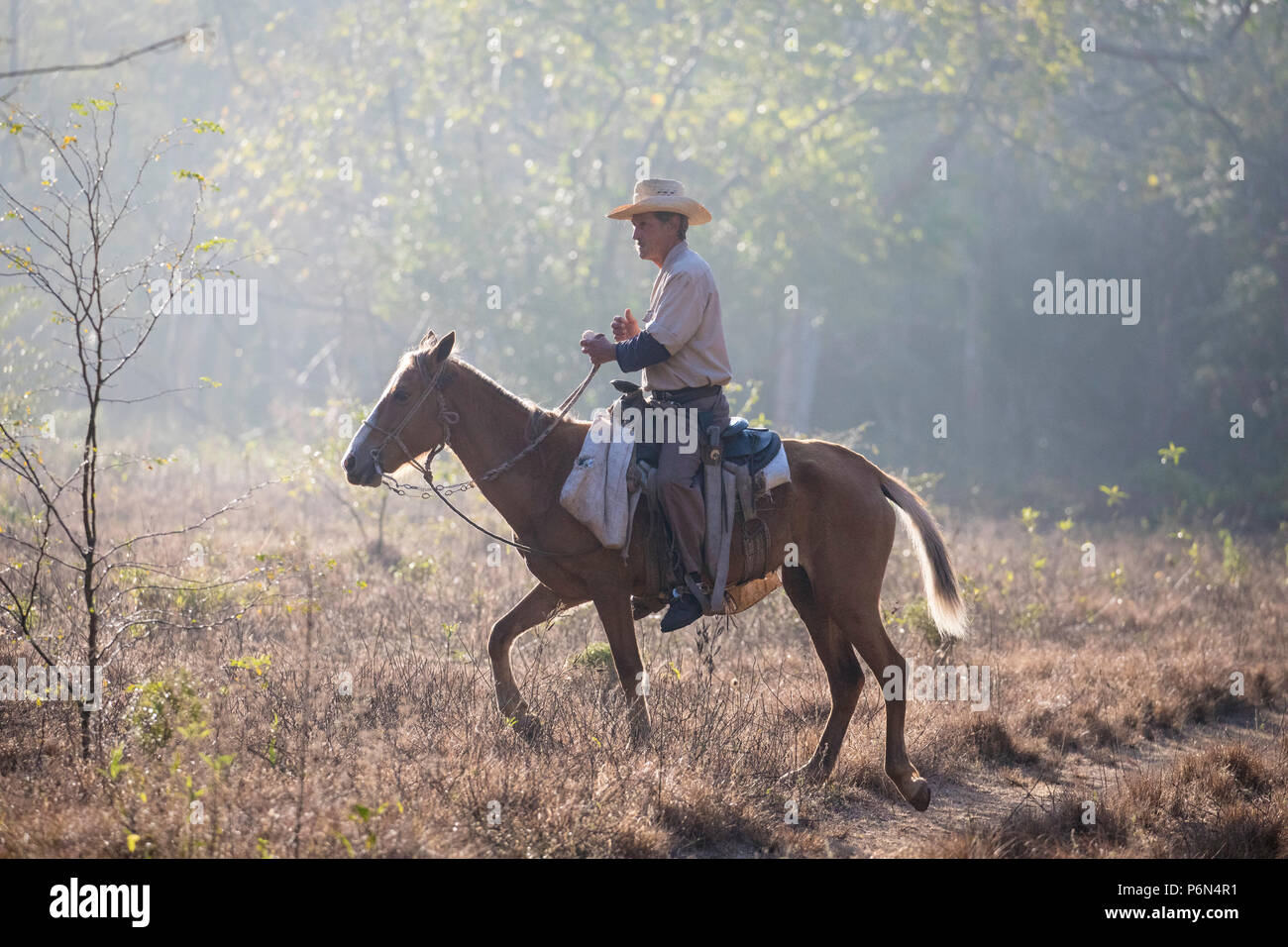 Ein viehzüchter auf dem Pferderücken prüft seine Ländereien, Cienfuegos, Kuba Stockfoto