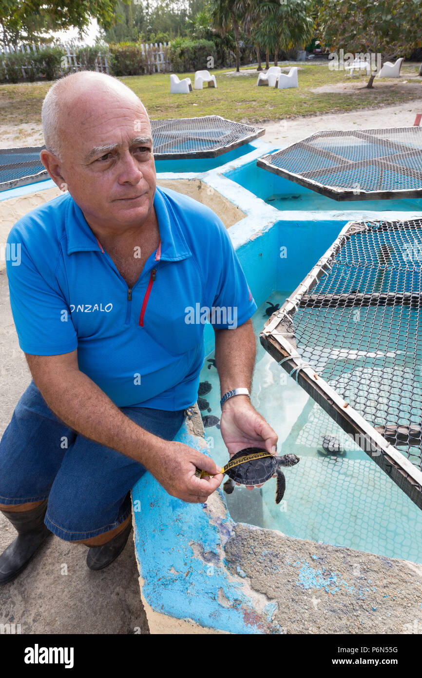 Biologe Gonzalo Nodarse Maßnahmen eine Grüne Meeresschildkröte Hatchling", Chelonia mydas, an der Sea turtle rescue Center auf Cayo Largo, Kuba. Stockfoto