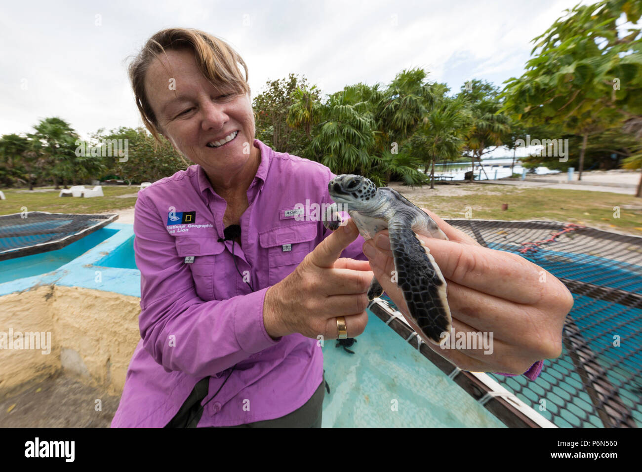 Biologin Cindy Manning mit einem grünen Meeresschildkröte Hatchling", Chelonia mydas, an der Sea turtle rescue Center auf Cayo Largo, Kuba. Stockfoto