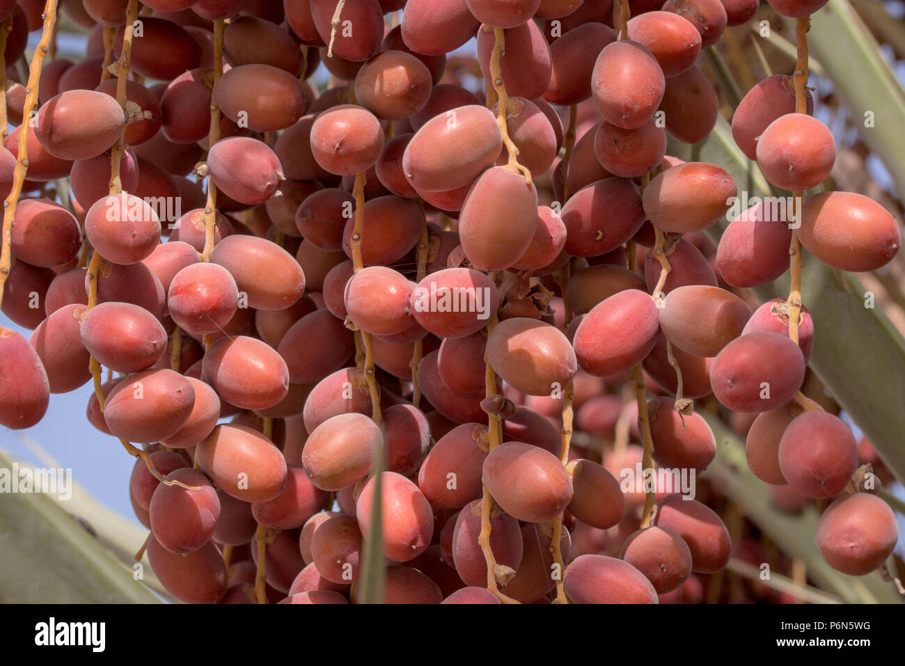 Unreife Termine hängen mit Termine Baum in Abu Dhabi, VAE Stockfoto