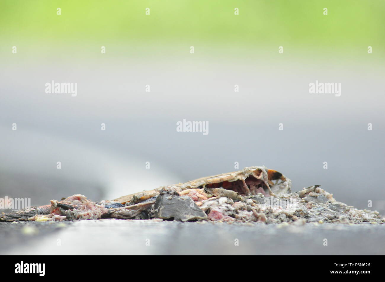 Scary Skeleton einer Schildkröte Stockfoto