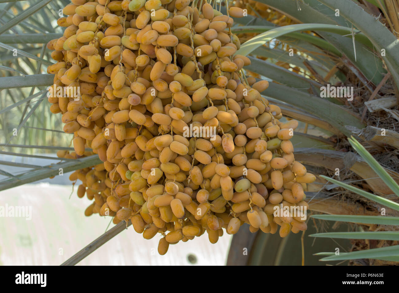 Unreife Termine hängen mit Termine Baum in Abu Dhabi, VAE Stockfoto