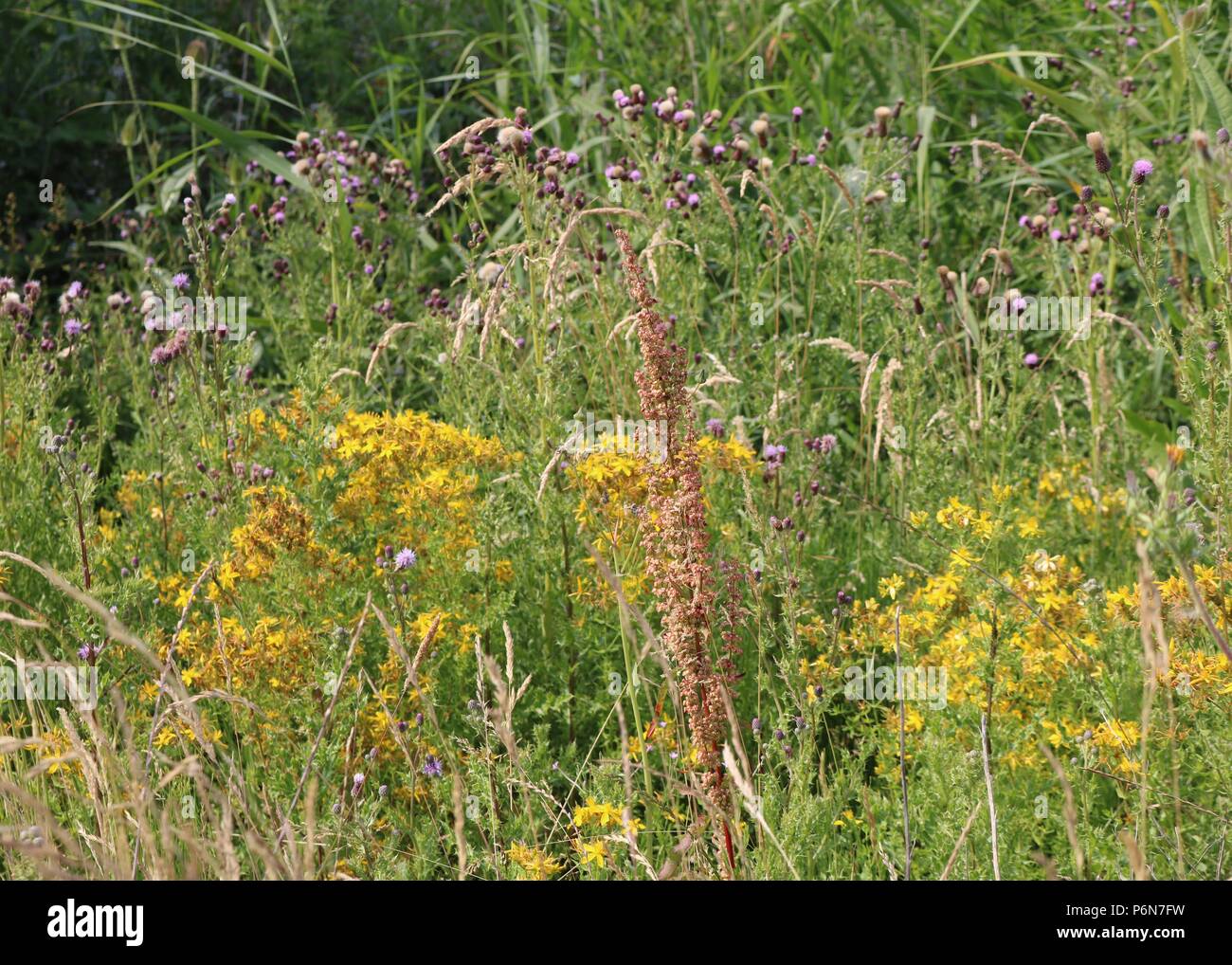Wilde Blumen Grasland Stockfoto