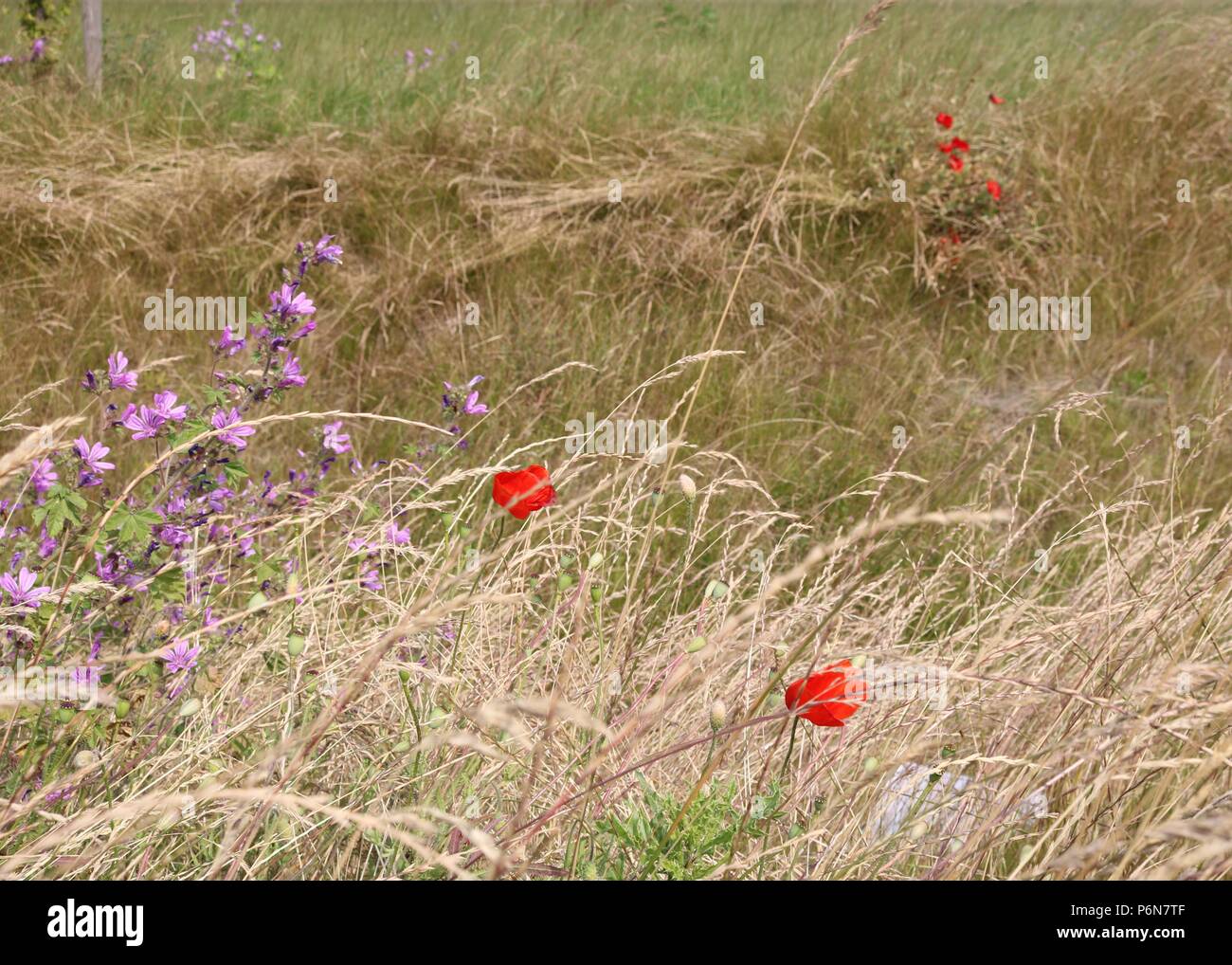 Wilde Blumen Grasland Stockfoto