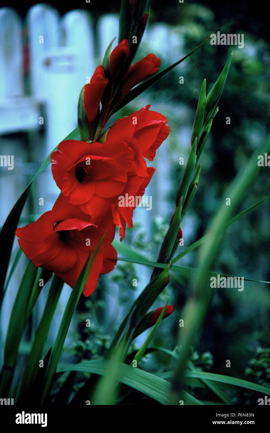 Rote Gladiolen in der Morgendämmerung Stockfoto