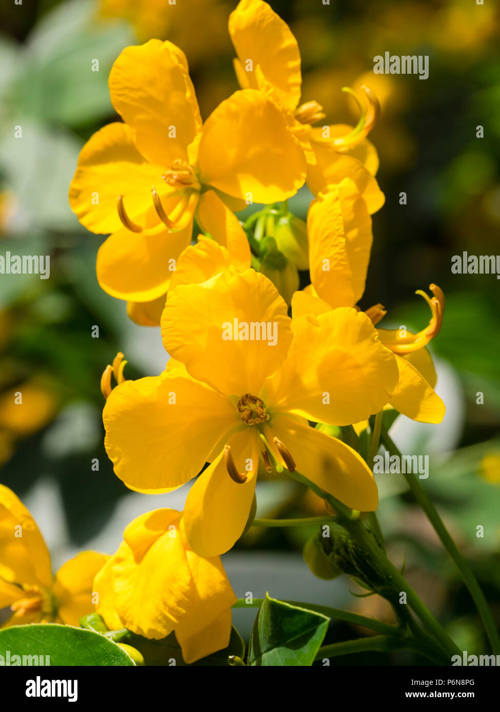 Gelbe Blumen der lange blühenden Pflanze gareenhouse, Senna corymbosa Stockfoto